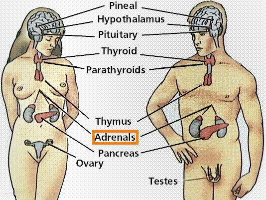 adrenal gland
        diagram