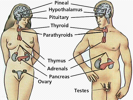 endocrinesystem