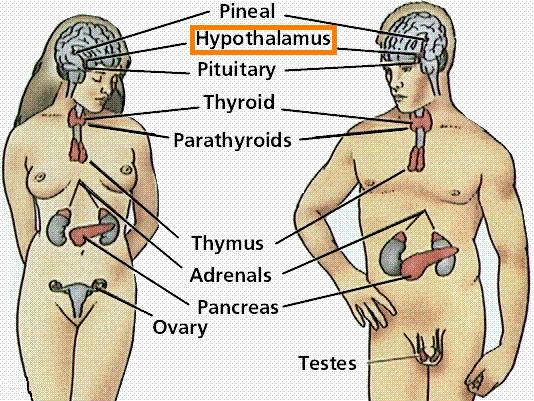 hypothalamus diagram