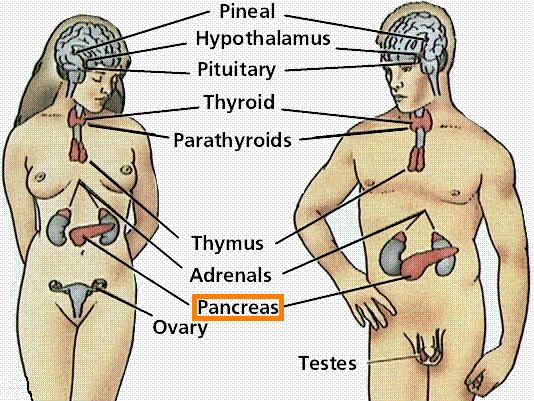 pancreas diagram