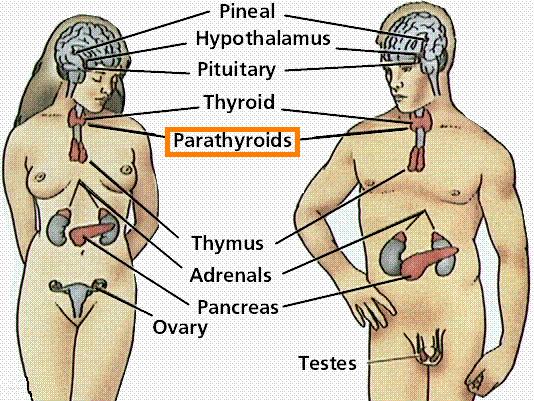 parathyroid gland
        diagram