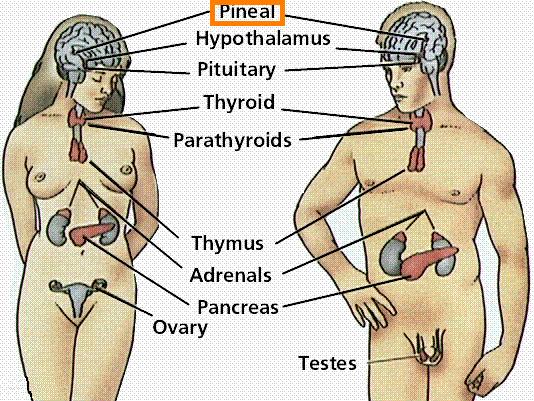pineal gland
        diagram