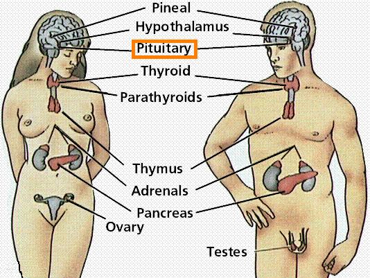 putuitary gland
        diagram