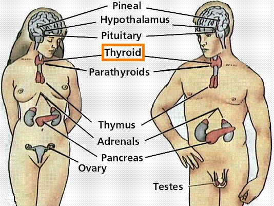 thyroid gland
        diagram
