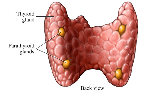 Parathyroid diagram