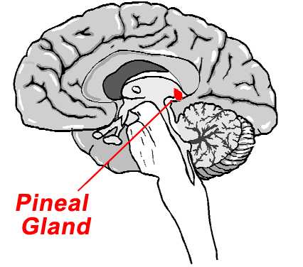 All About the Endocrine System - Pineal Gland - 8