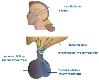 Pituitary Anterior Posterior Diagram