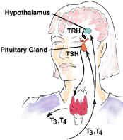 Thyroid Hormones