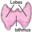 Thyroid parts diagram
